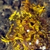 rhinopias_weedy_kbrtakub_v_0324_sul6859.jpg